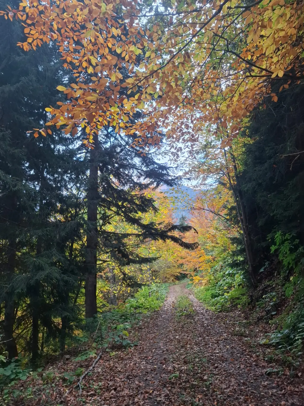 Örümcek Ormanları'nda Cumhuriyet ruhu adım adım yaşatıldı 13