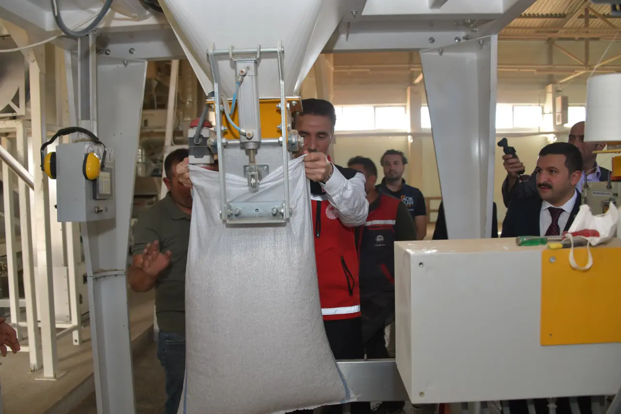 Vali Baruş, Kelkit’te traktörle fasulye hasadı yaptı 3