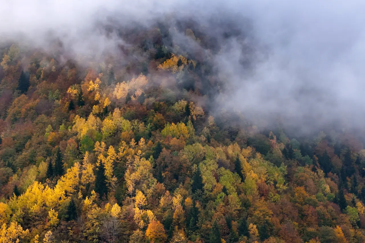 Örümcek Ormanları'nda Sonbahar Büyüsü: Görenleri Hayran Bırakıyor! 34