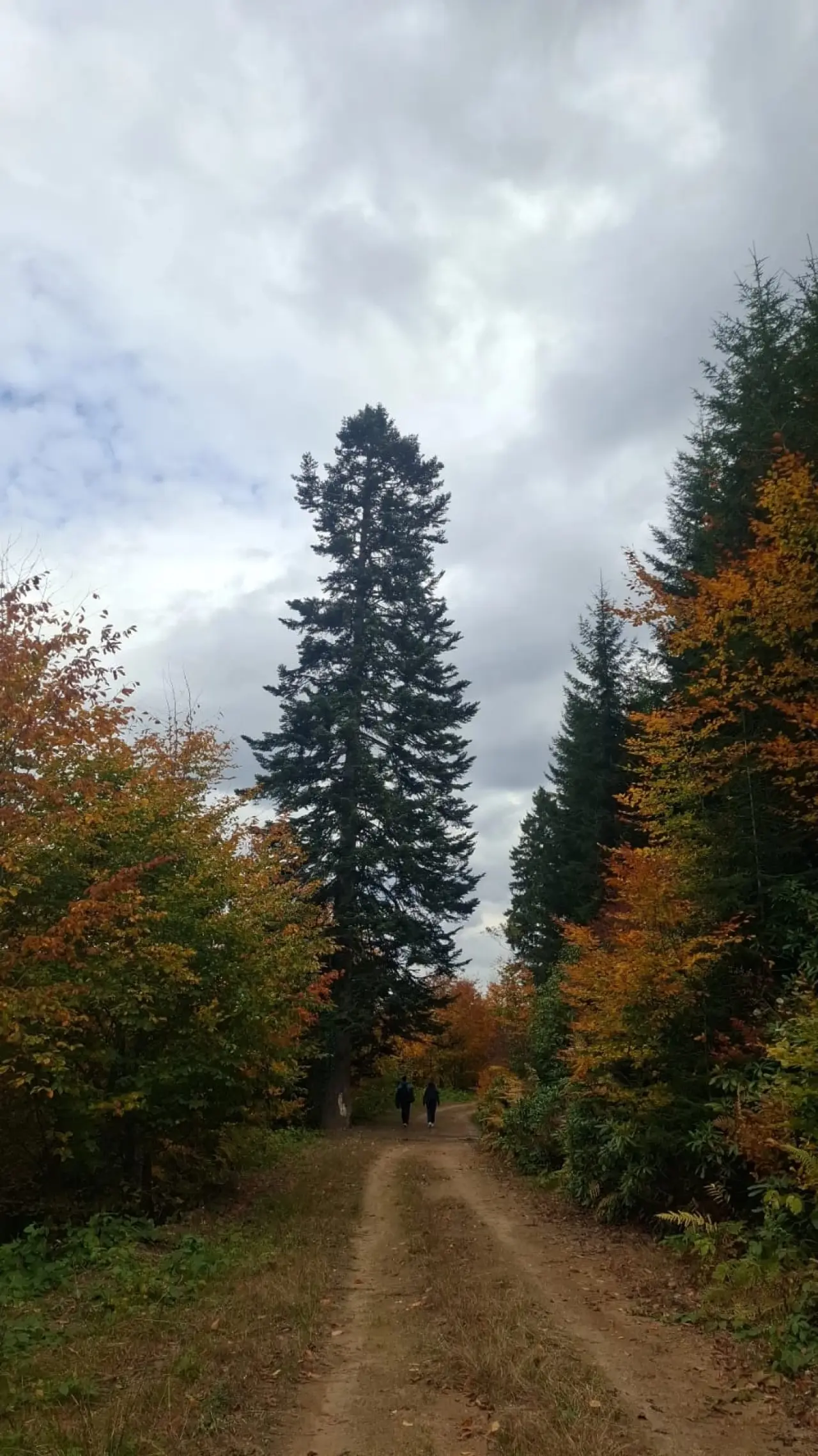 Örümcek Ormanları'nda Cumhuriyet ruhu adım adım yaşatıldı 22