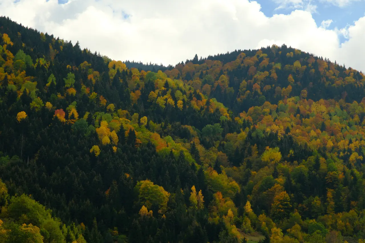 Örümcek Ormanları'nda Sonbahar Büyüsü: Görenleri Hayran Bırakıyor! 3