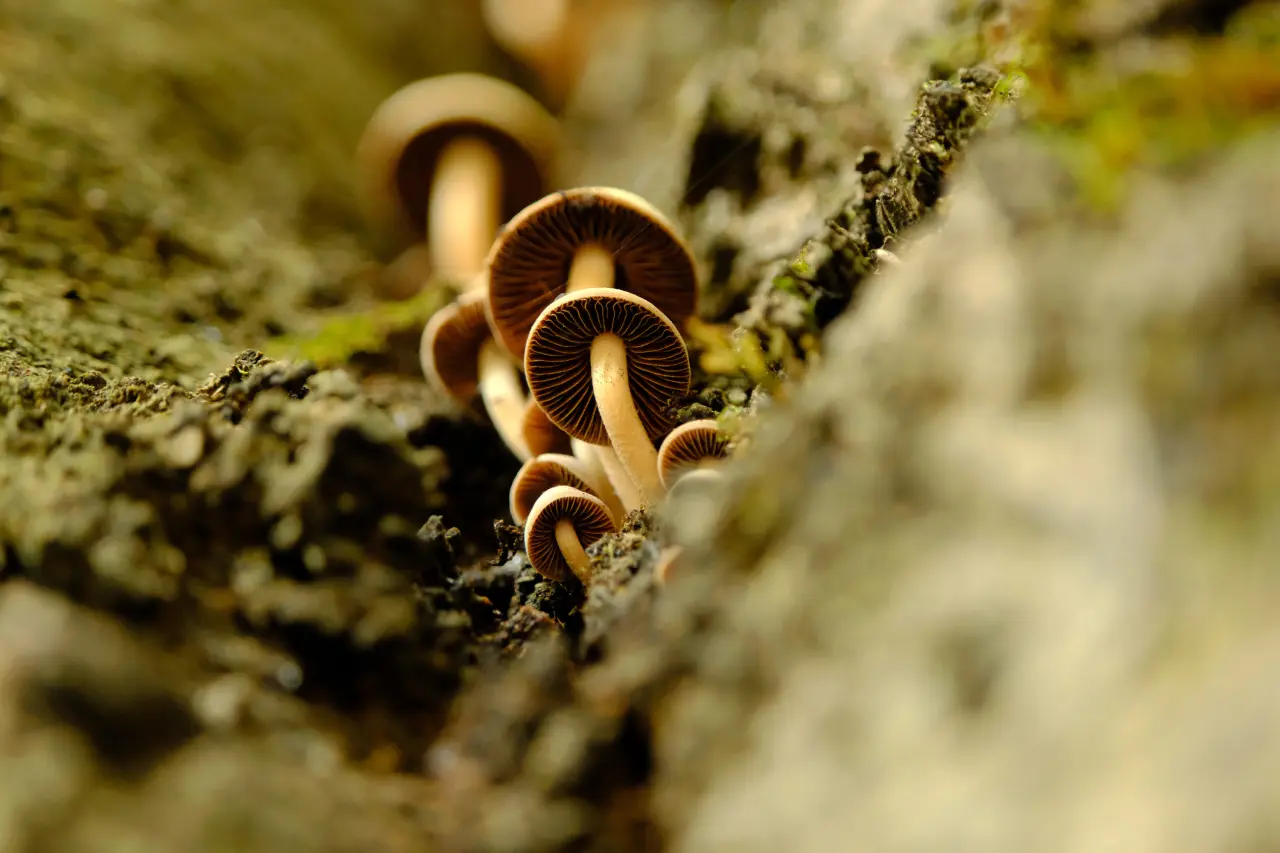 Örümcek Ormanları'nda Sonbahar Büyüsü: Görenleri Hayran Bırakıyor! 12