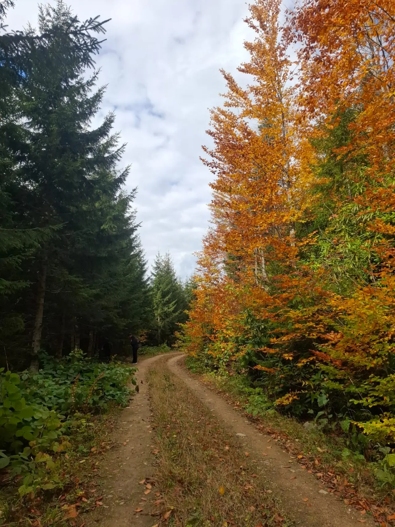 Örümcek Ormanları'nda Cumhuriyet ruhu adım adım yaşatıldı 1
