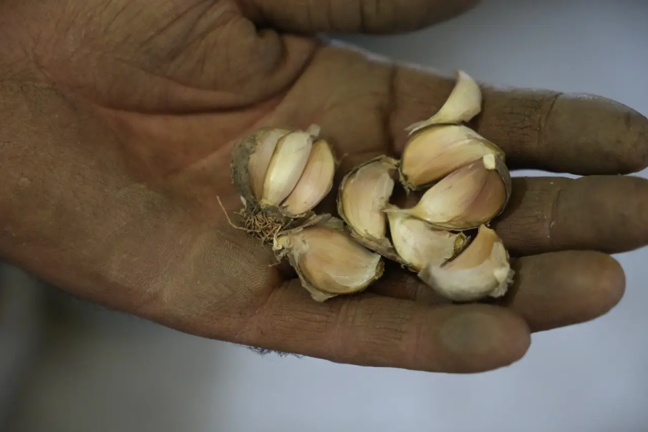 "Silve Sarımsağı"nda tescil için ilk adım atıldı 5