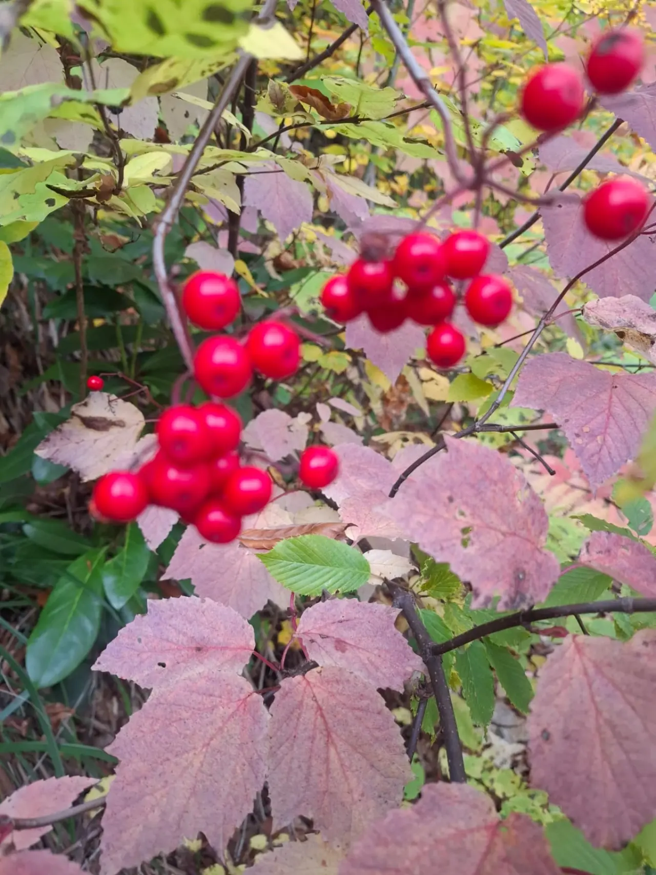 Örümcek Ormanları'nda Cumhuriyet ruhu adım adım yaşatıldı 3