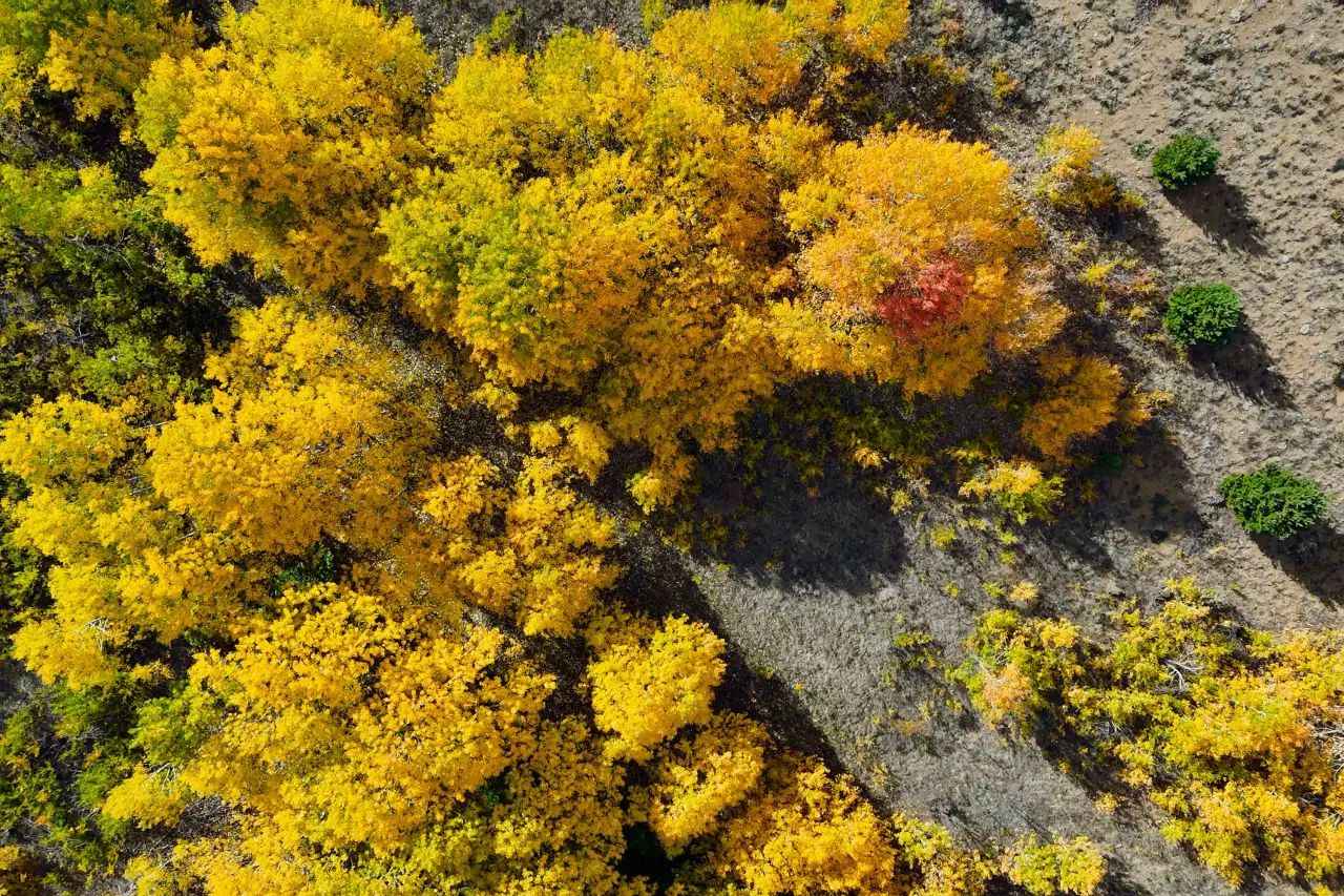 "Sonbaharın Başkenti" Gümüşhane renk cümbüşüne döndü 34