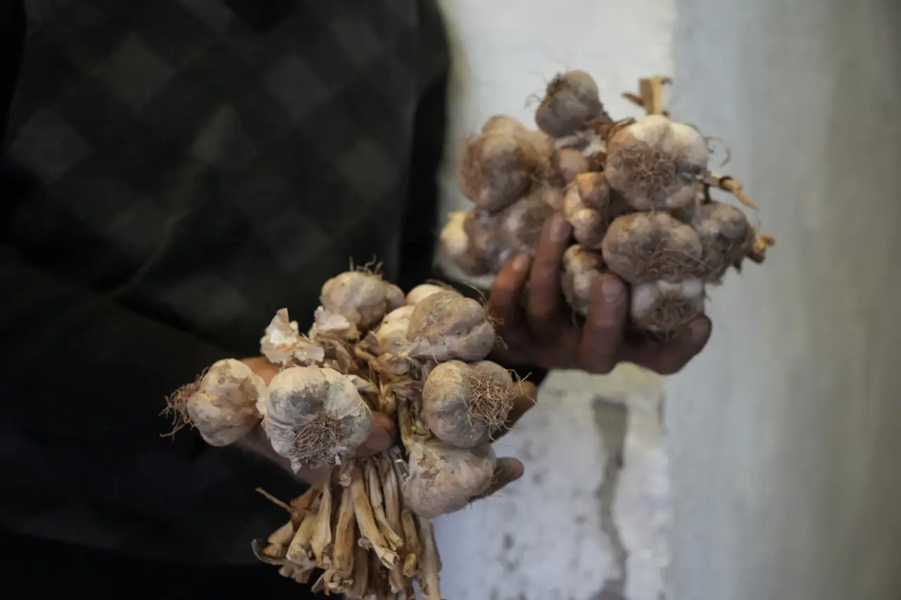 "Silve Sarımsağı"nda tescil için ilk adım atıldı 3