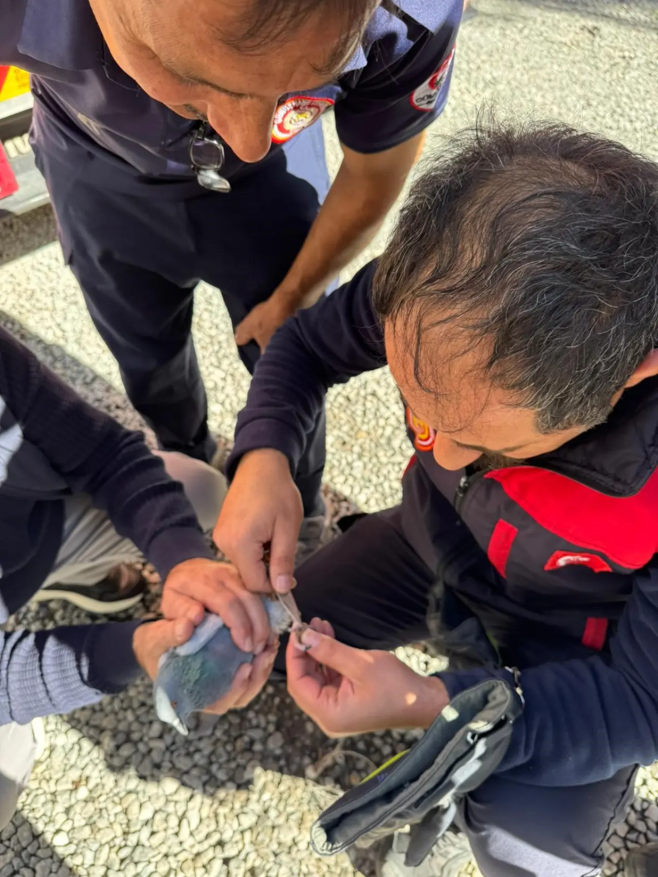 Gümüşhane’de İtfaiye çaresiz güvercin için seferber oldu 4