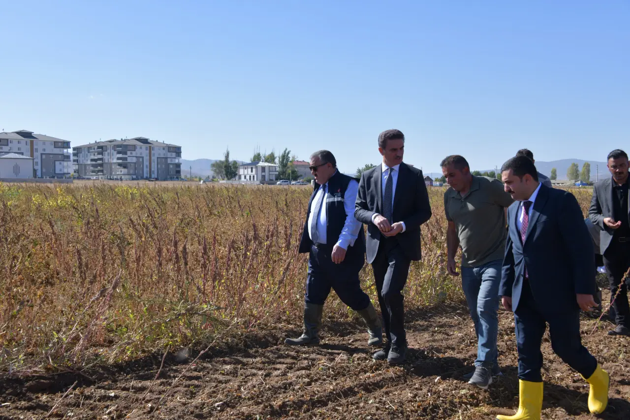 Vali Baruş, Kelkit’te traktörle fasulye hasadı yaptı 1