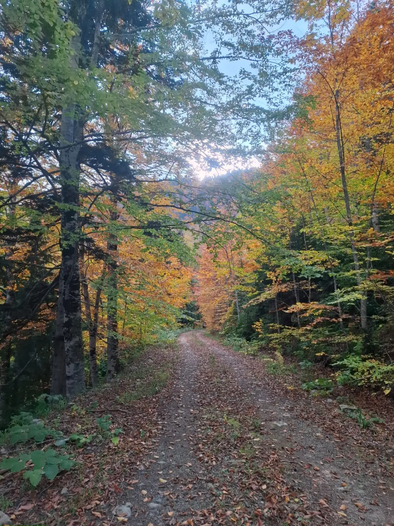 Örümcek Ormanları'nda Cumhuriyet ruhu adım adım yaşatıldı 5