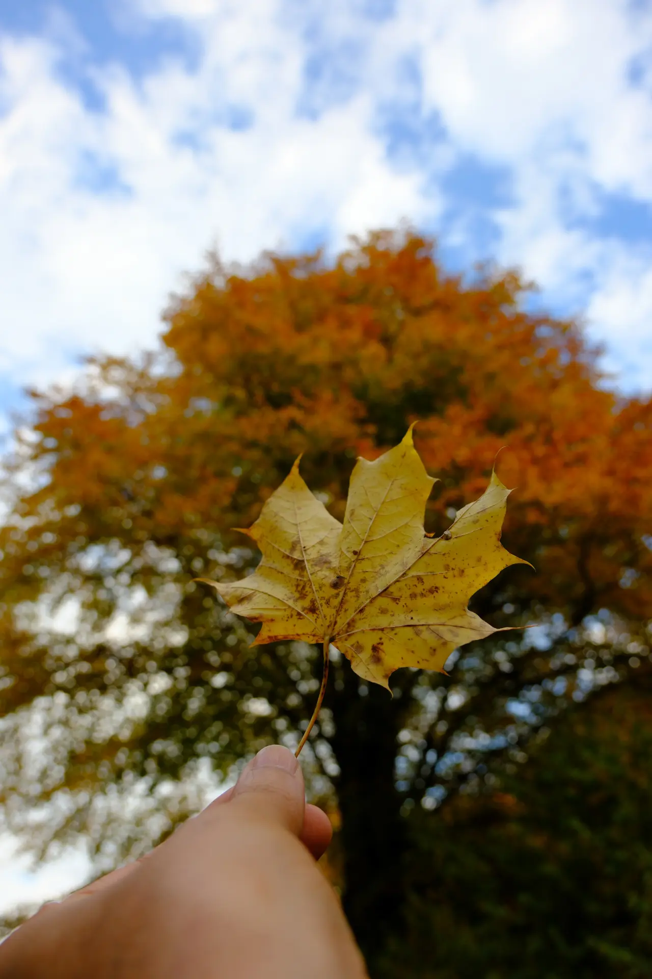 Örümcek Ormanları'nda Sonbahar Büyüsü: Görenleri Hayran Bırakıyor! 14