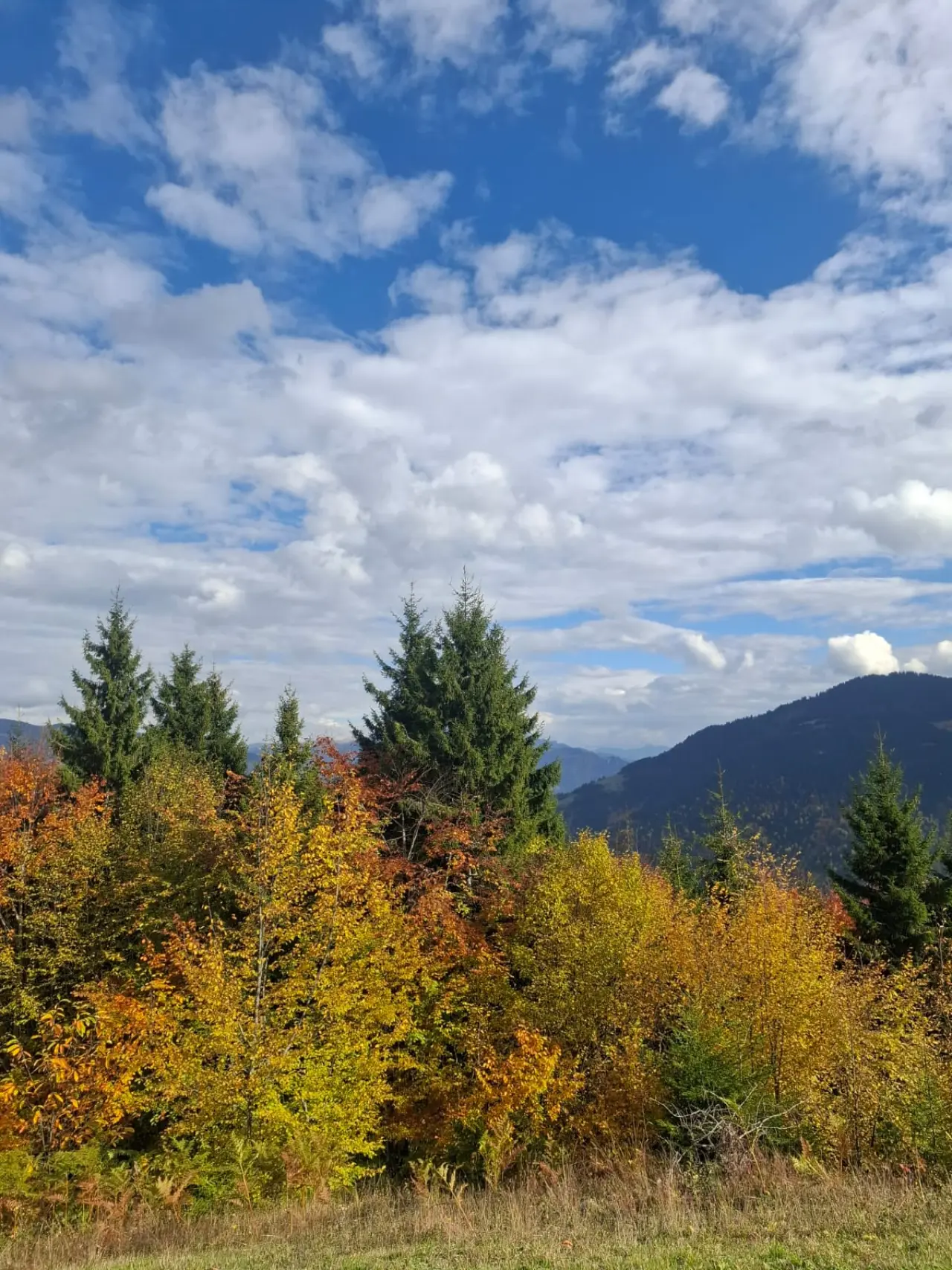 Örümcek Ormanları'nda Cumhuriyet ruhu adım adım yaşatıldı 2
