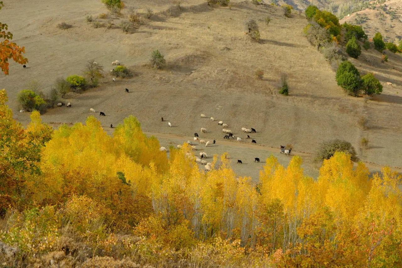 "Sonbaharın Başkenti" Gümüşhane renk cümbüşüne döndü 29