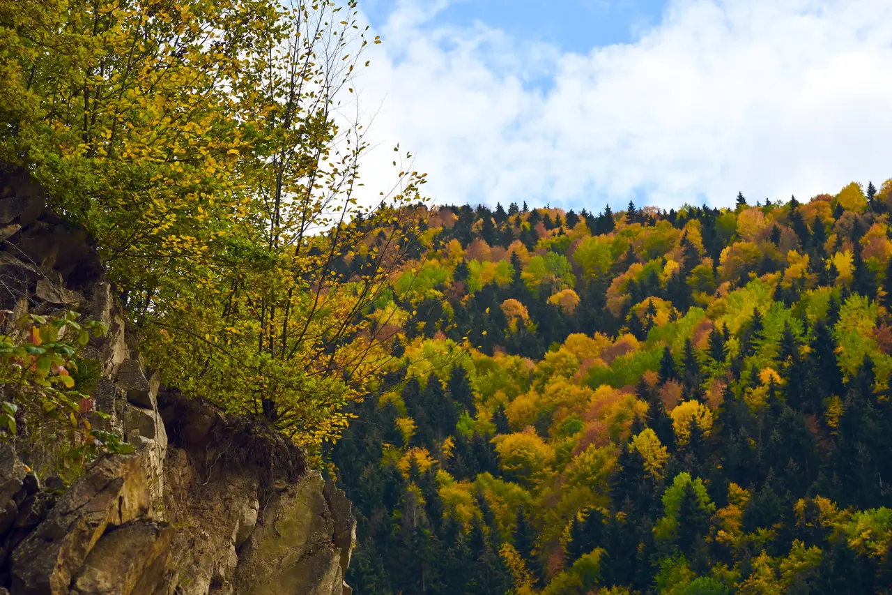 Örümcek Ormanları'nda Sonbahar Büyüsü: Görenleri Hayran Bırakıyor! 15