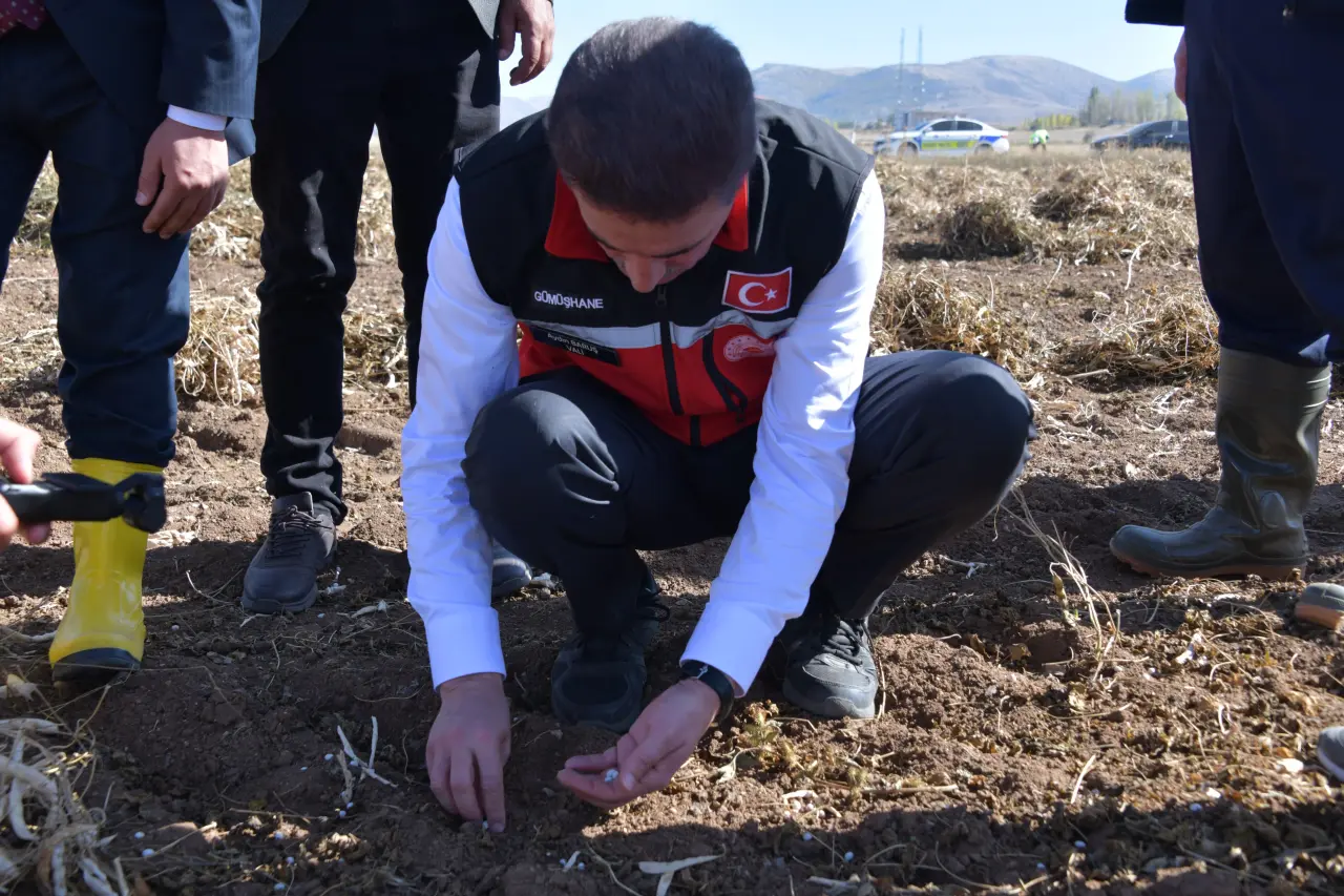 Vali Baruş, Kelkit’te traktörle fasulye hasadı yaptı 12