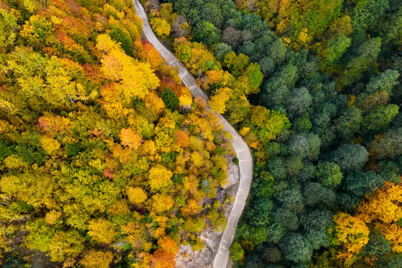 Örümcek Ormanları'nda Sonbahar Büyüsü: Görenleri Hayran Bırakıyor! 21