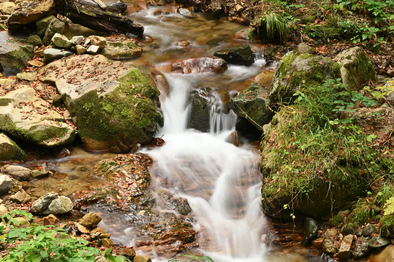 Örümcek Ormanları'nda Sonbahar Büyüsü: Görenleri Hayran Bırakıyor! 19