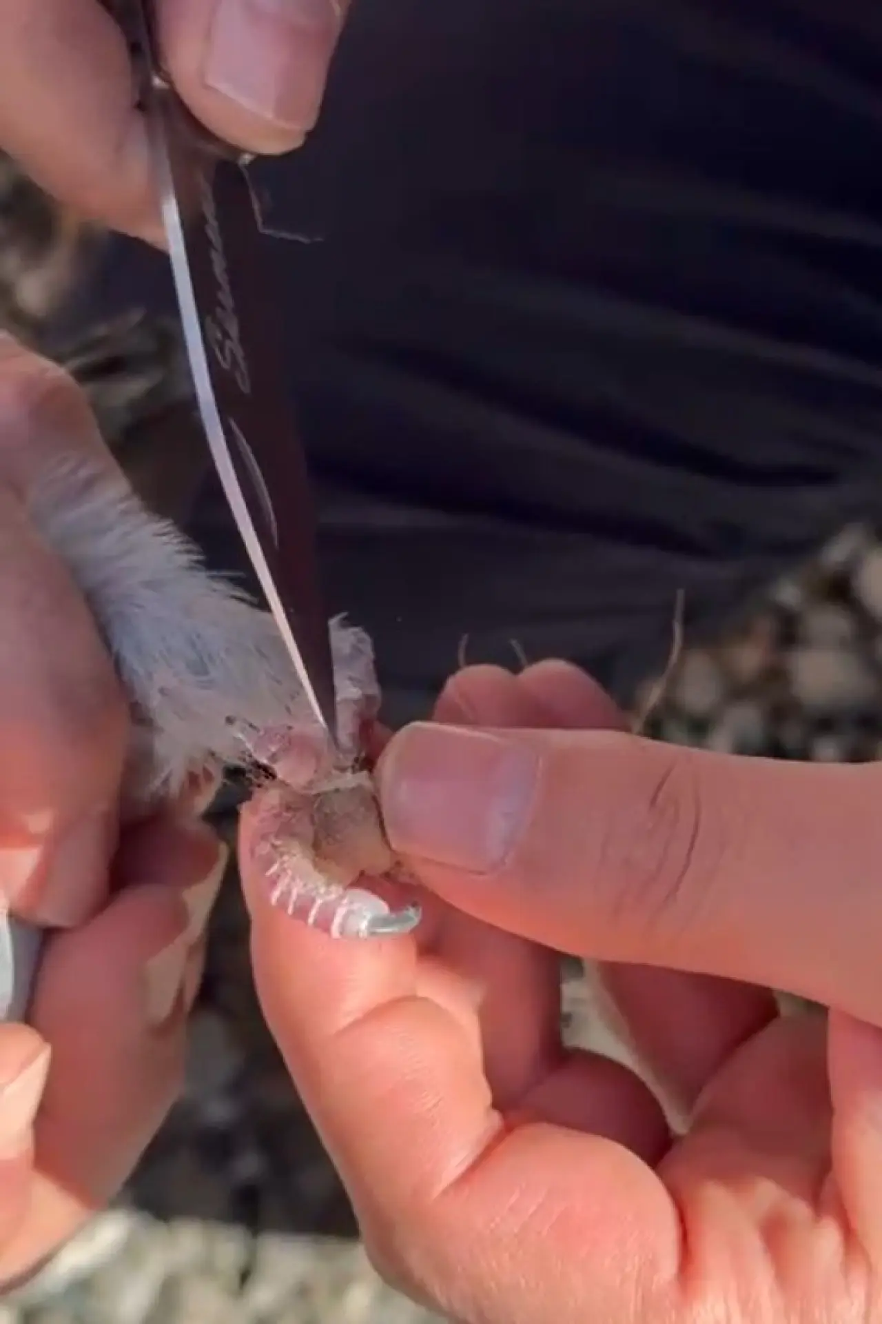 Gümüşhane’de İtfaiye çaresiz güvercin için seferber oldu 3