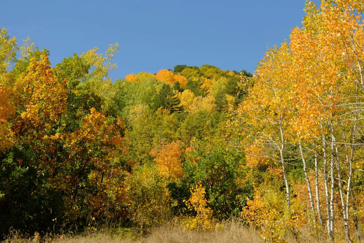 "Sonbaharın Başkenti" Gümüşhane renk cümbüşüne döndü 15