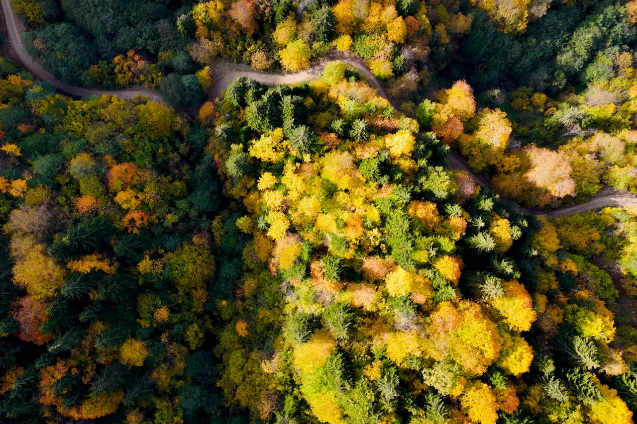 Örümcek Ormanları'nda Sonbahar Büyüsü: Görenleri Hayran Bırakıyor! 23