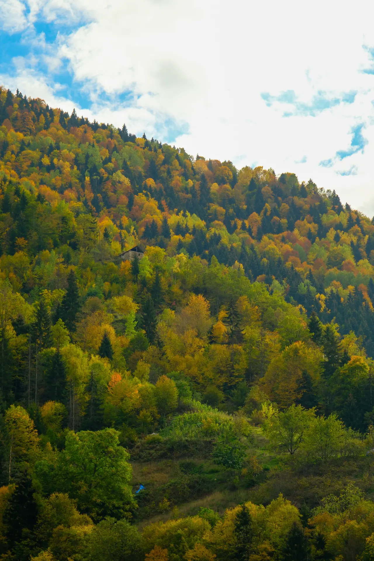 Örümcek Ormanları'nda Sonbahar Büyüsü: Görenleri Hayran Bırakıyor! 6