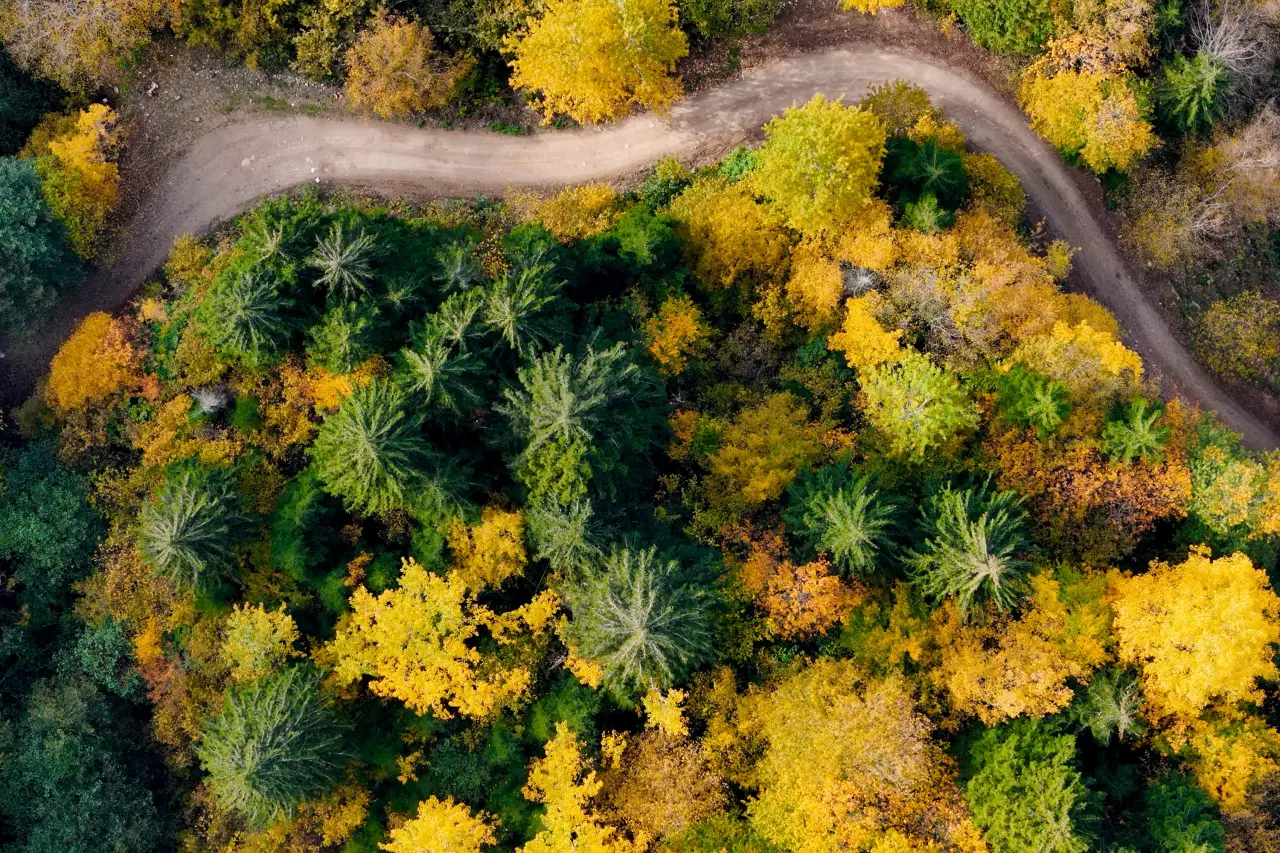 Örümcek Ormanları'nda Sonbahar Büyüsü: Görenleri Hayran Bırakıyor! 32