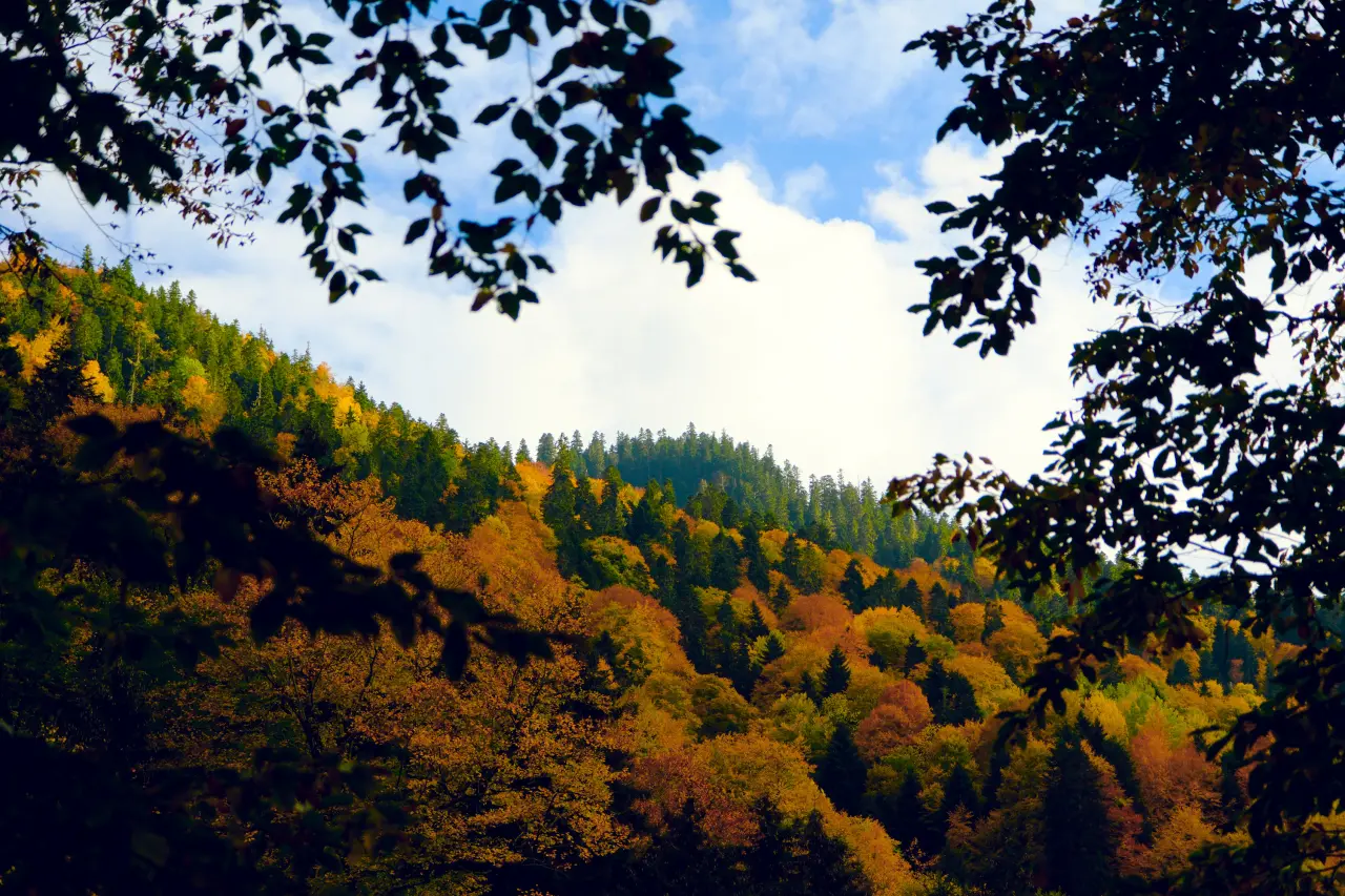 Örümcek Ormanları'nda Sonbahar Büyüsü: Görenleri Hayran Bırakıyor! 11