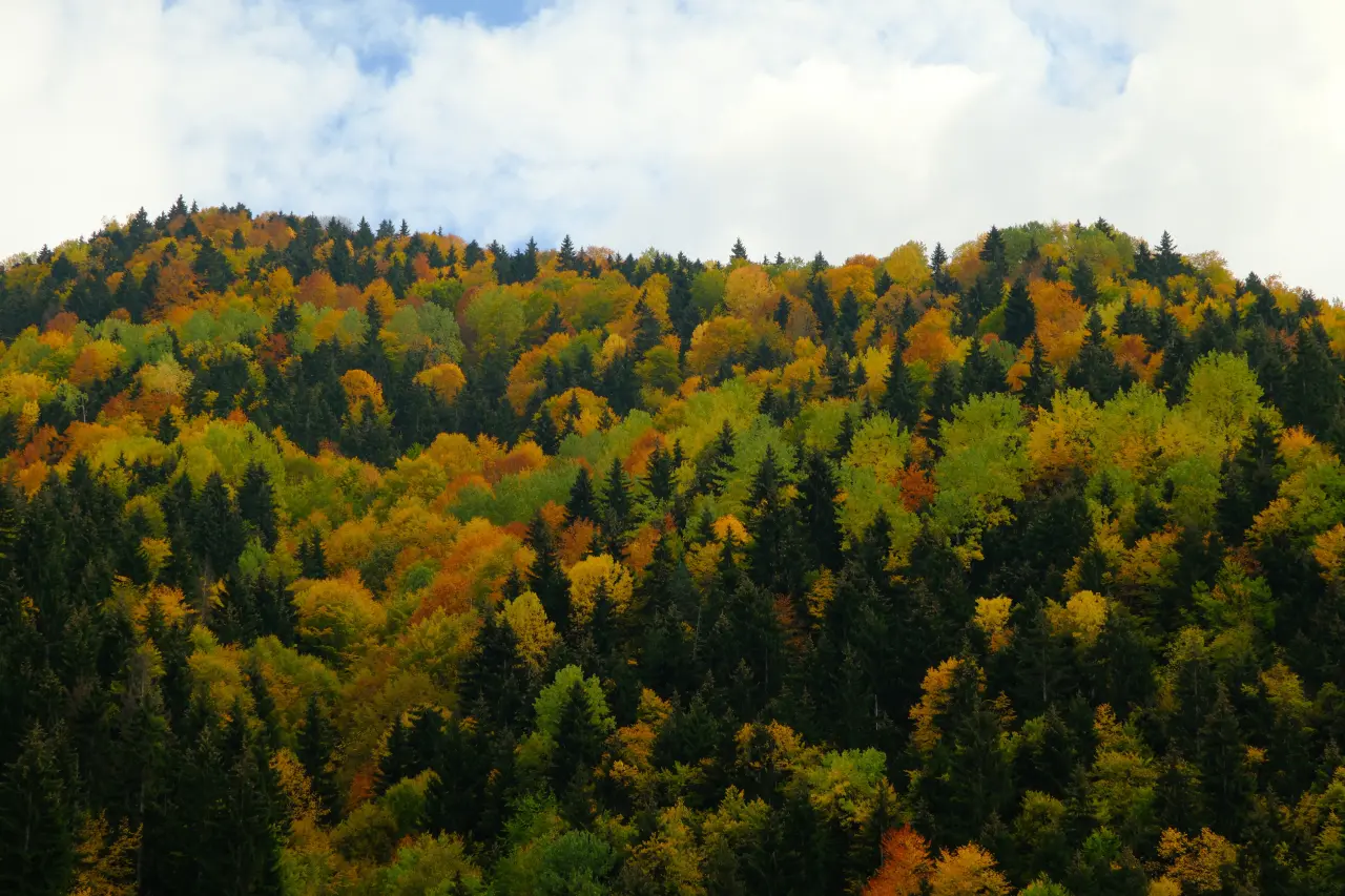 Örümcek Ormanları'nda Sonbahar Büyüsü: Görenleri Hayran Bırakıyor! 7