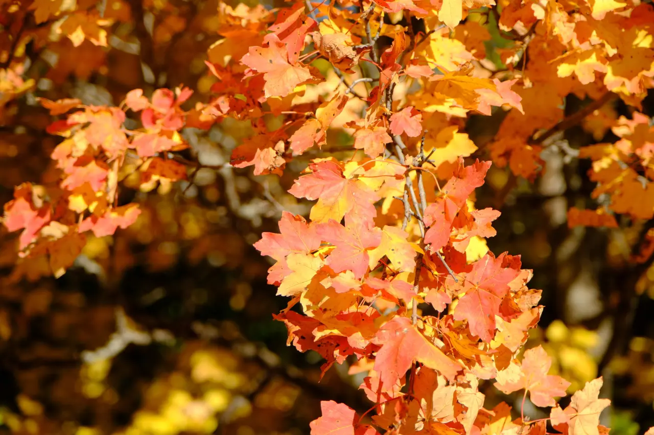 "Sonbaharın Başkenti" Gümüşhane renk cümbüşüne döndü 11