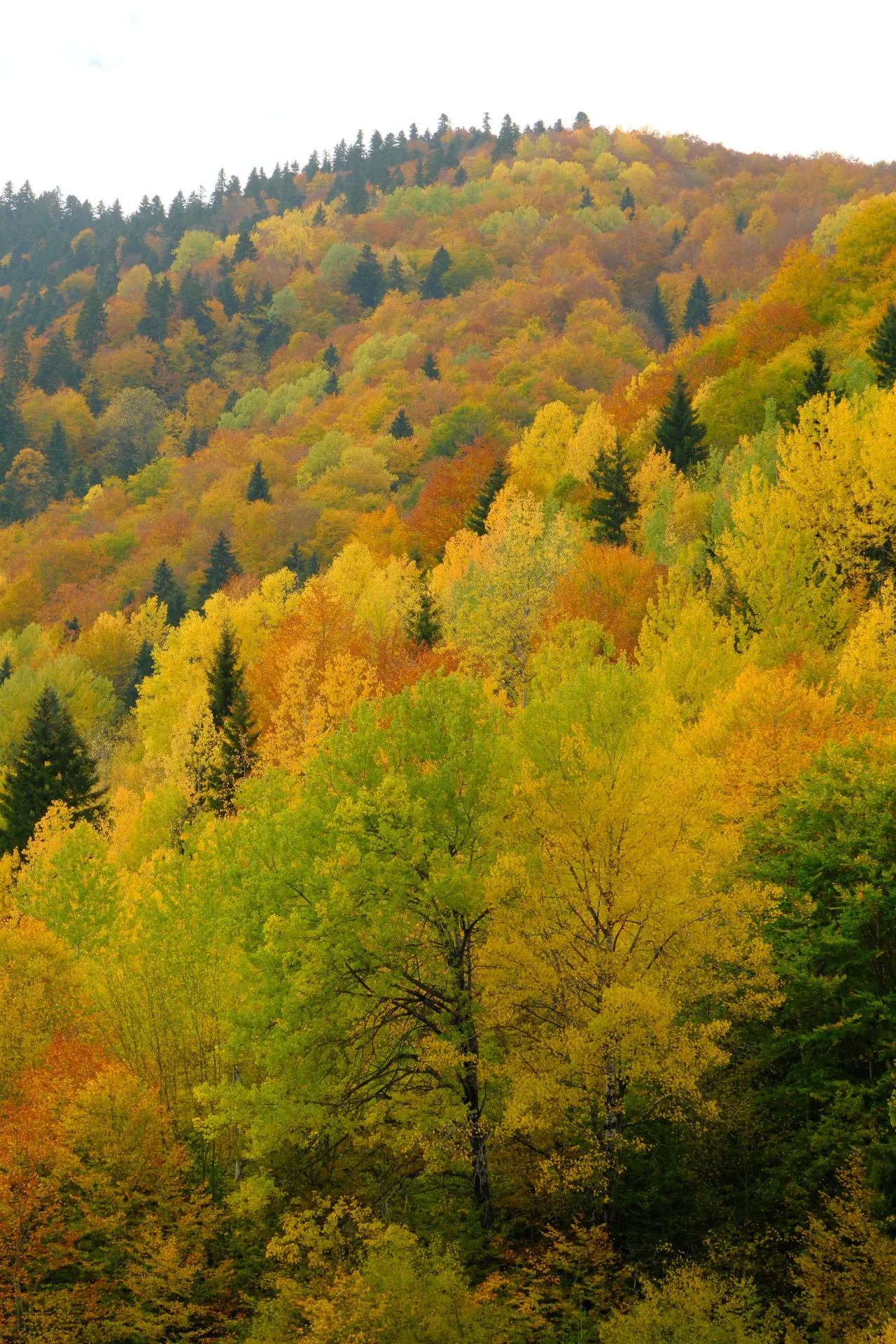 Örümcek Ormanları'nda Sonbahar Büyüsü: Görenleri Hayran Bırakıyor! 9