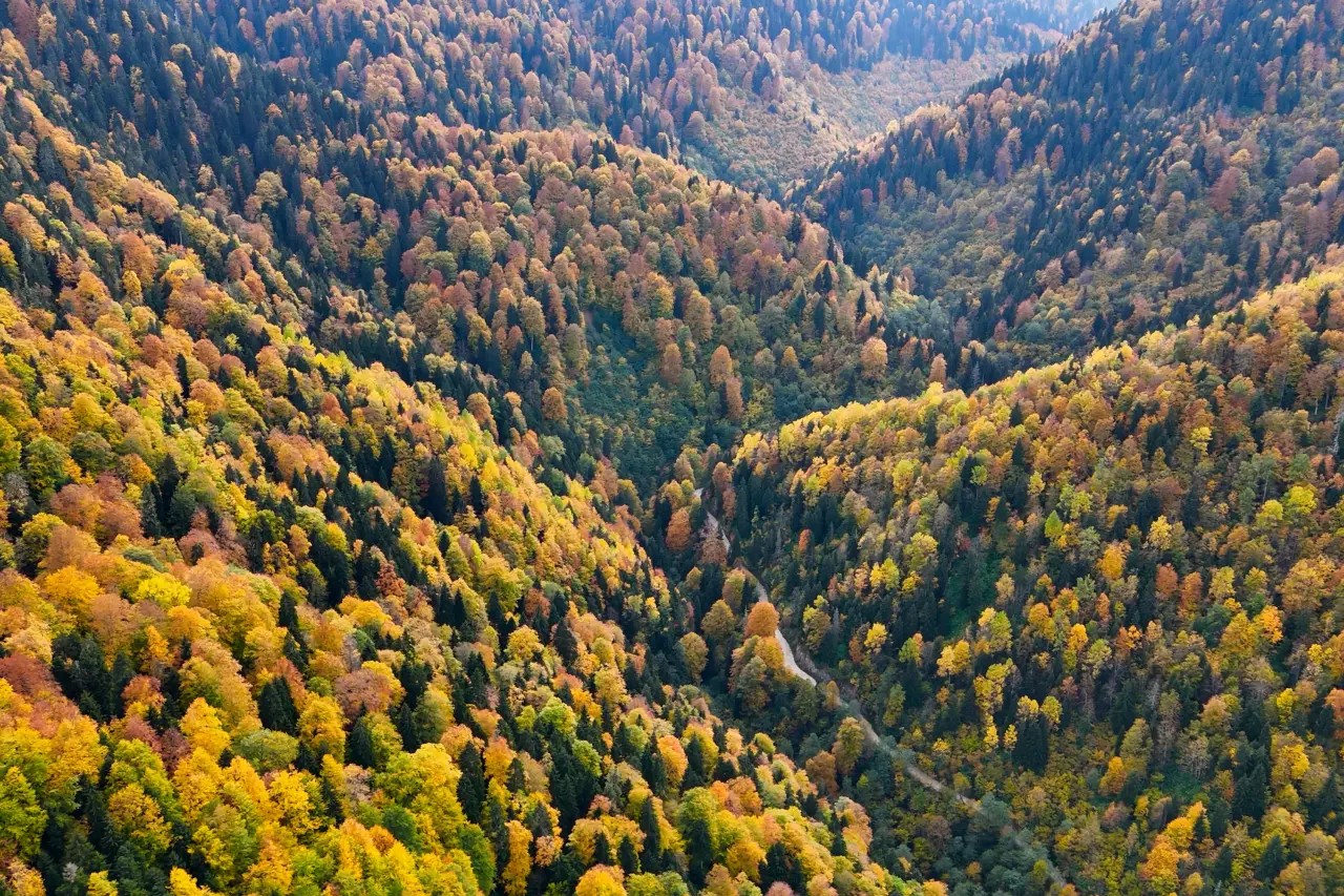 Örümcek Ormanları'nda Sonbahar Büyüsü: Görenleri Hayran Bırakıyor! 30