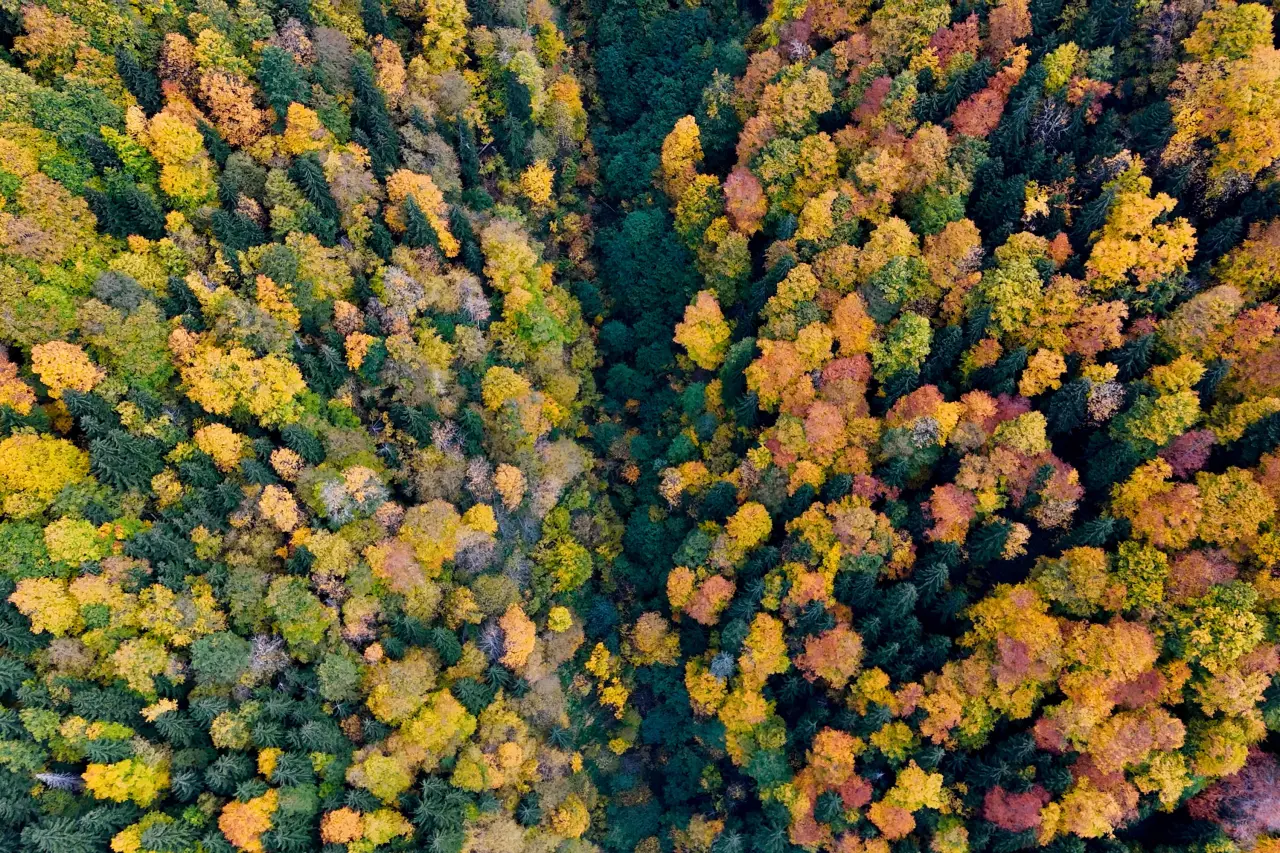 Örümcek Ormanları'nda Sonbahar Büyüsü: Görenleri Hayran Bırakıyor! 28