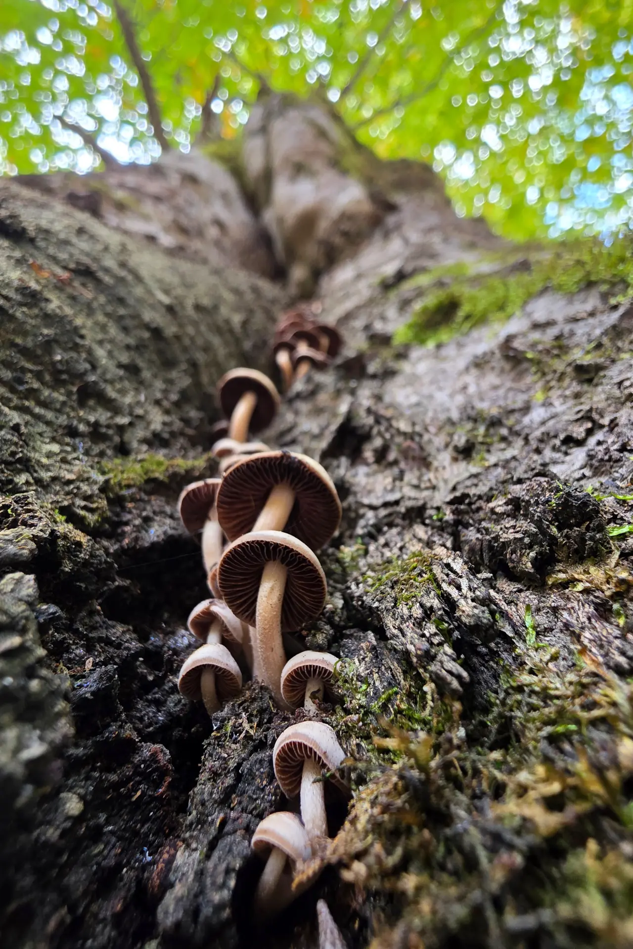 Örümcek Ormanları'nda Sonbahar Büyüsü: Görenleri Hayran Bırakıyor! 2