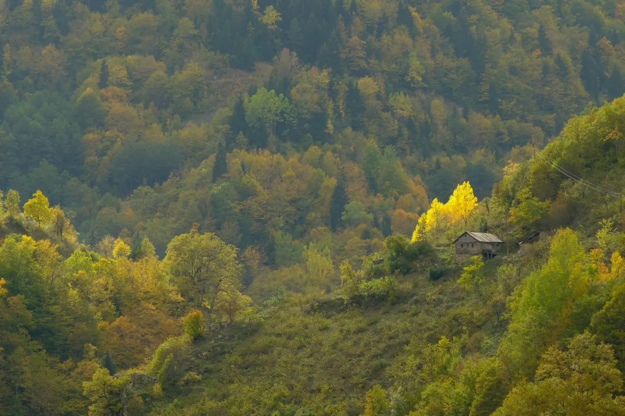 Örümcek Ormanları'nda Sonbahar Büyüsü: Görenleri Hayran Bırakıyor! 5
