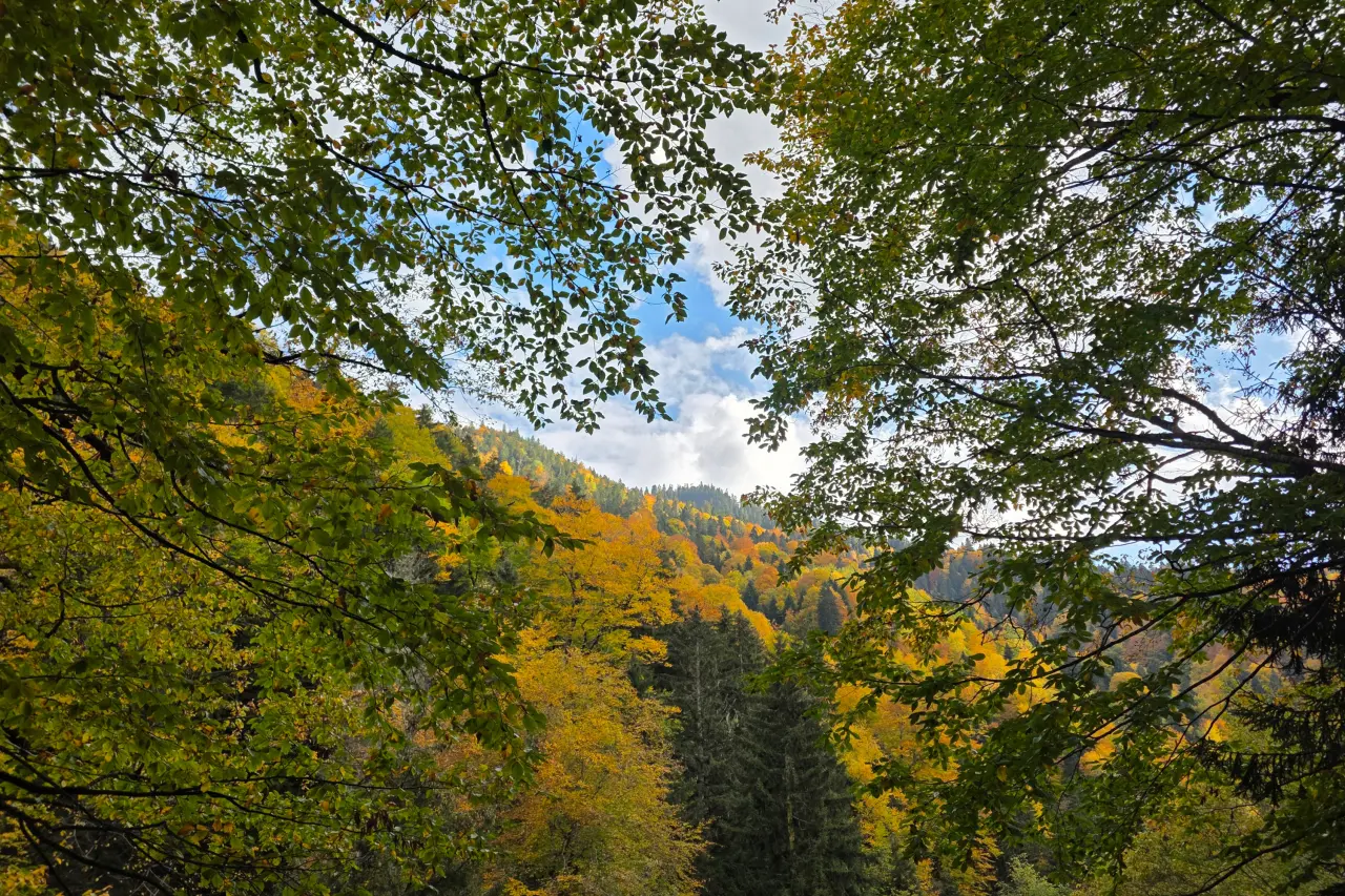 Örümcek Ormanları'nda Sonbahar Büyüsü: Görenleri Hayran Bırakıyor! 1