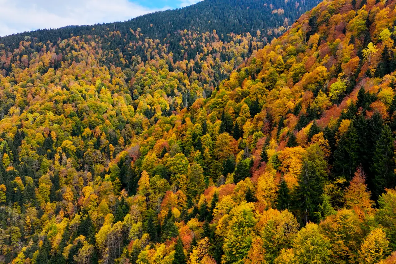 Örümcek Ormanları'nda Sonbahar Büyüsü: Görenleri Hayran Bırakıyor! 22