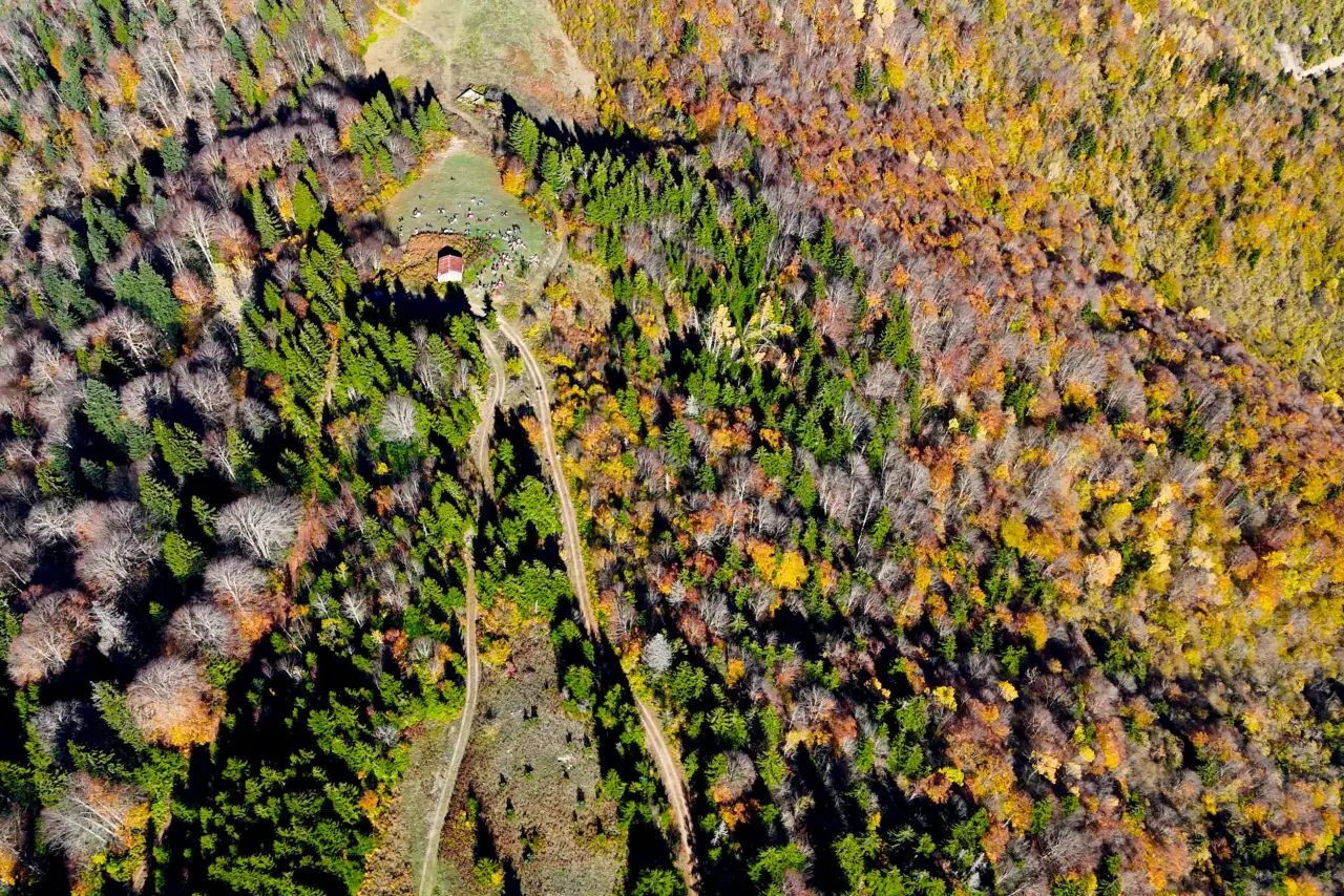 Gümüşhane'nin "Doğal Ağaç Müzesi” ziyaretçi akınına uğradı 28