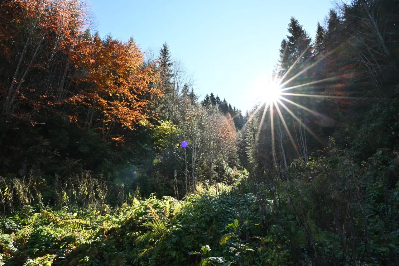 Gümüşhane'nin "Doğal Ağaç Müzesi” ziyaretçi akınına uğradı 32