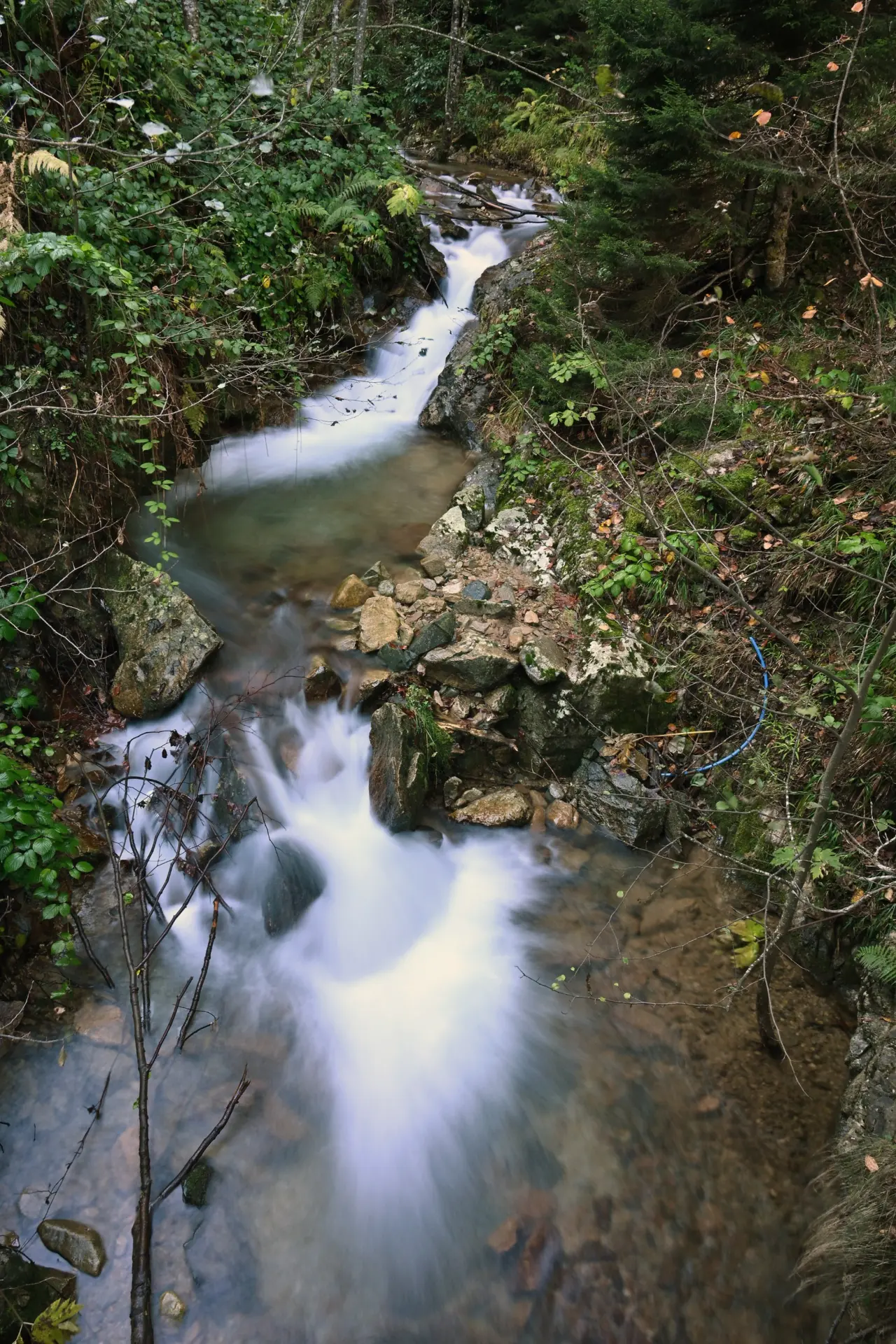 Gümüşhane'nin "Doğal Ağaç Müzesi” ziyaretçi akınına uğradı 36
