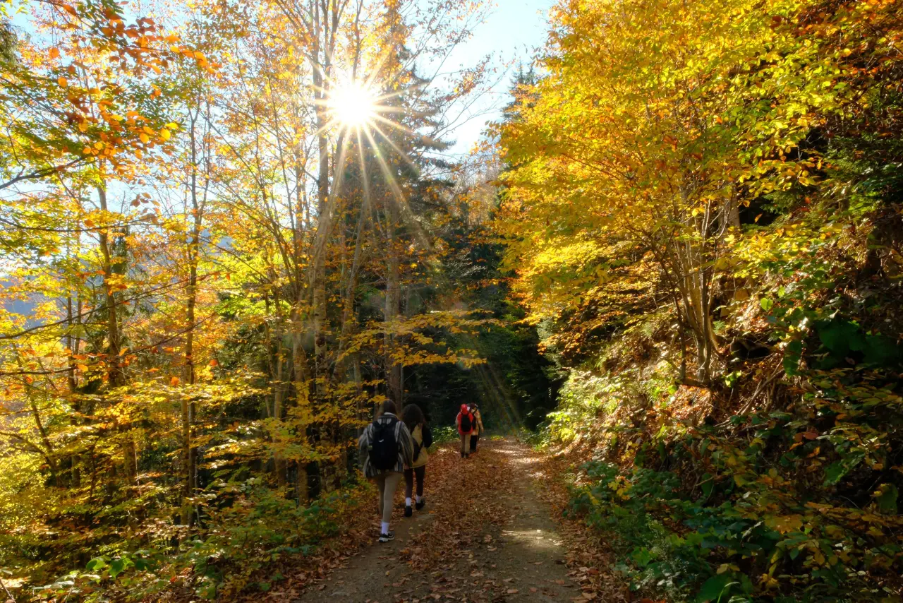 Gümüşhane'nin "Doğal Ağaç Müzesi” ziyaretçi akınına uğradı 15