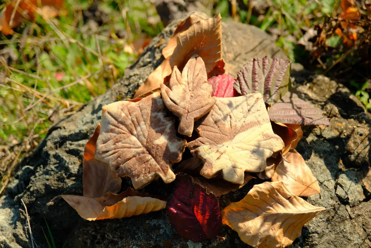 Hafta sonları onlar için bir doğal terapi gibi geçiyor 11