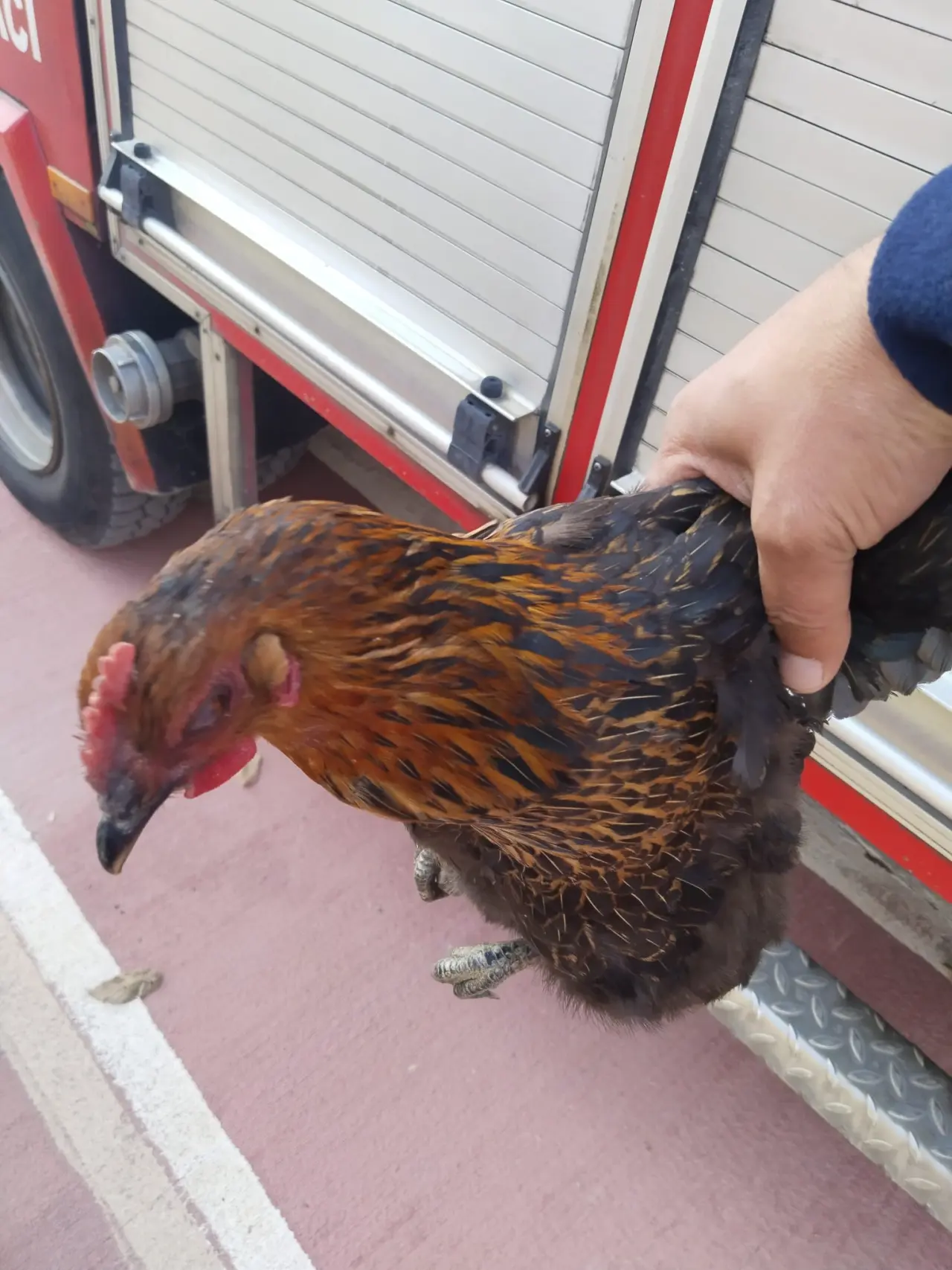 Harşit Çayı'na düşen tavuğu itfaiye kurtardı 1