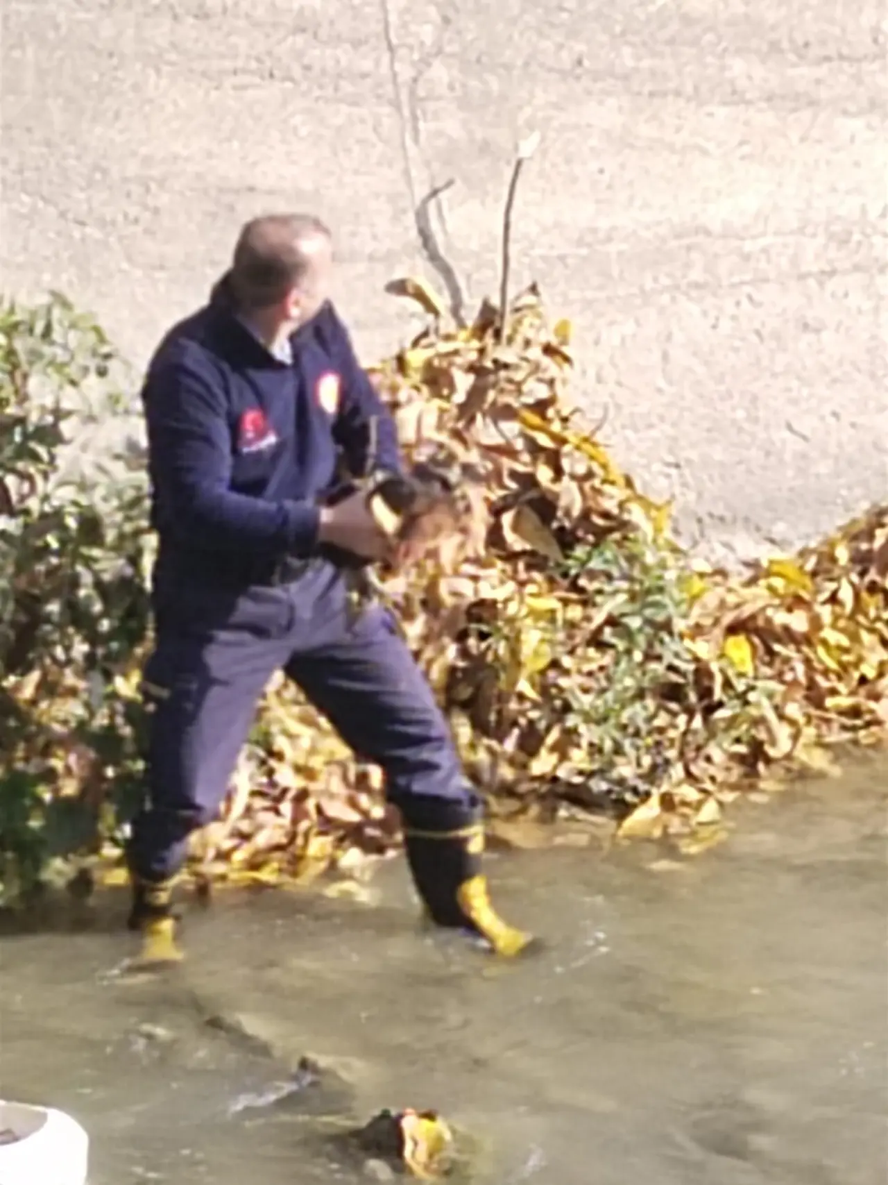 Harşit Çayı'na düşen tavuğu itfaiye kurtardı 4