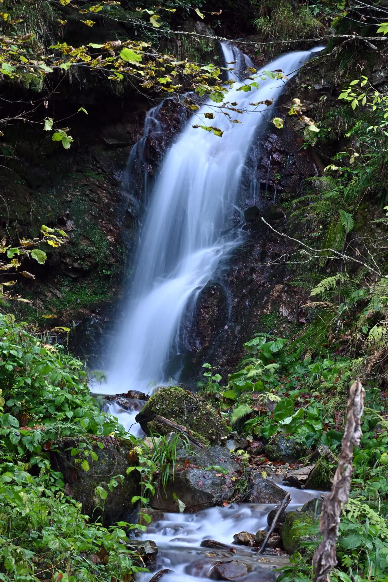 Gümüşhane'nin "Doğal Ağaç Müzesi” ziyaretçi akınına uğradı 35