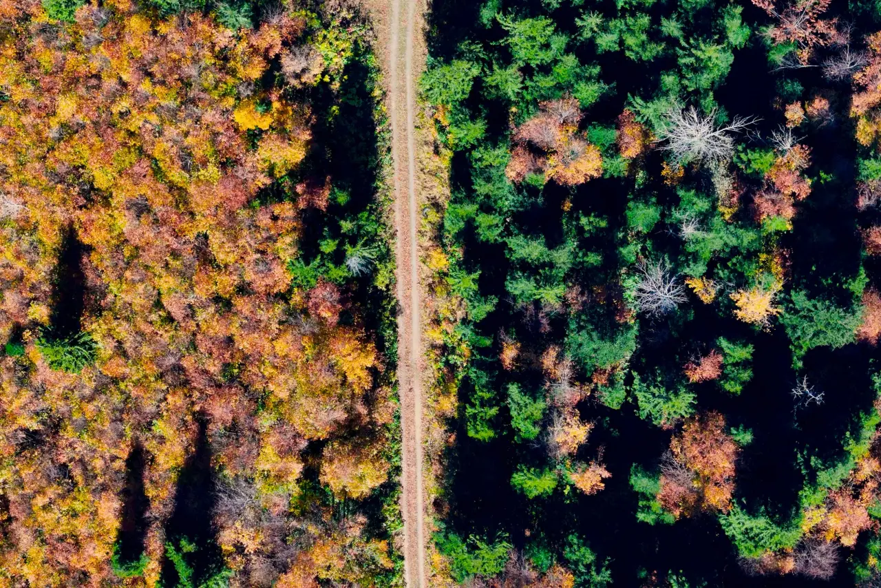 Gümüşhane'nin "Doğal Ağaç Müzesi” ziyaretçi akınına uğradı 29