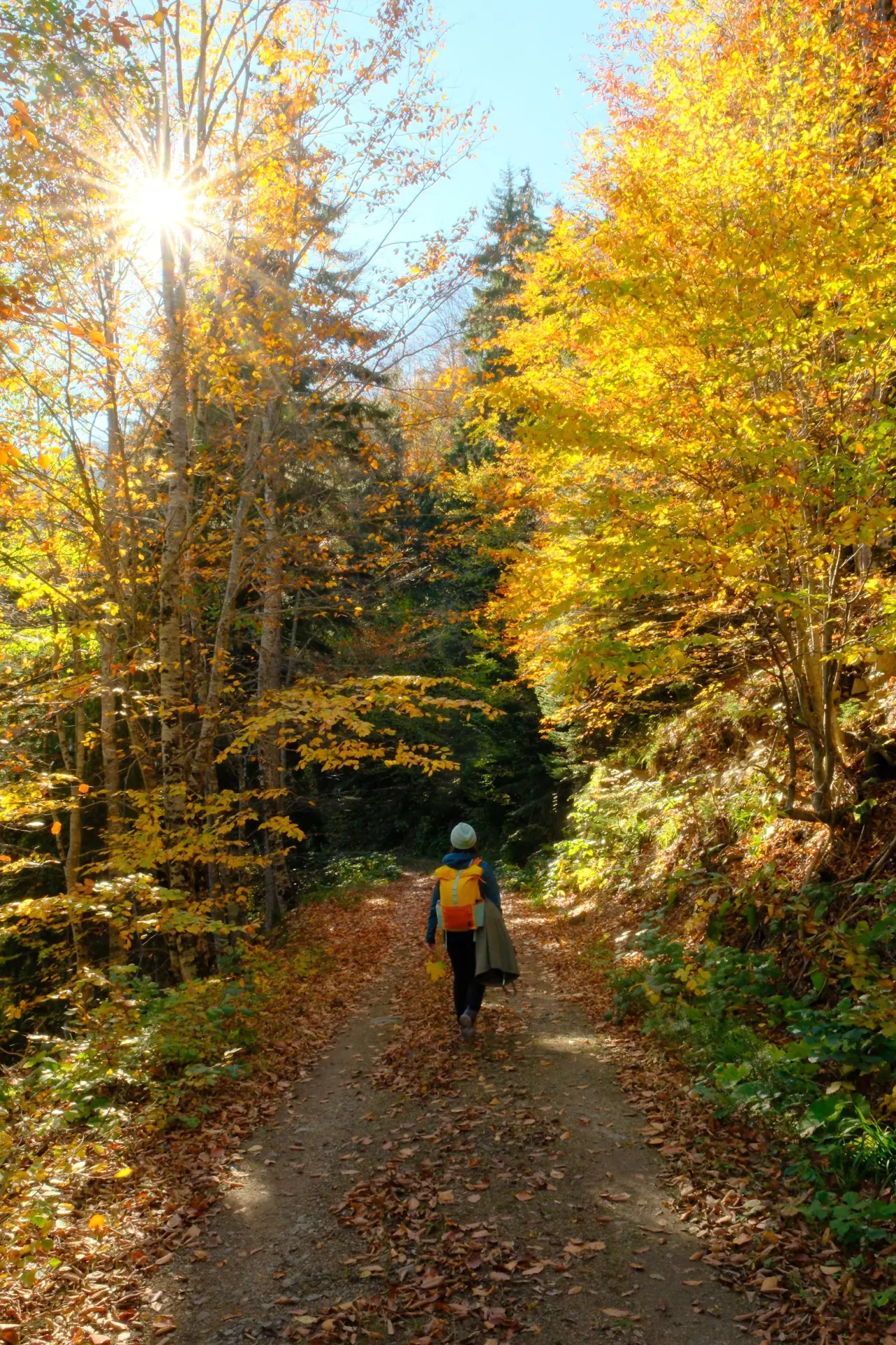 Gümüşhane'nin "Doğal Ağaç Müzesi” ziyaretçi akınına uğradı 23