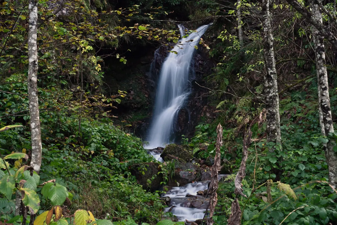 Gümüşhane'nin "Doğal Ağaç Müzesi” ziyaretçi akınına uğradı 11