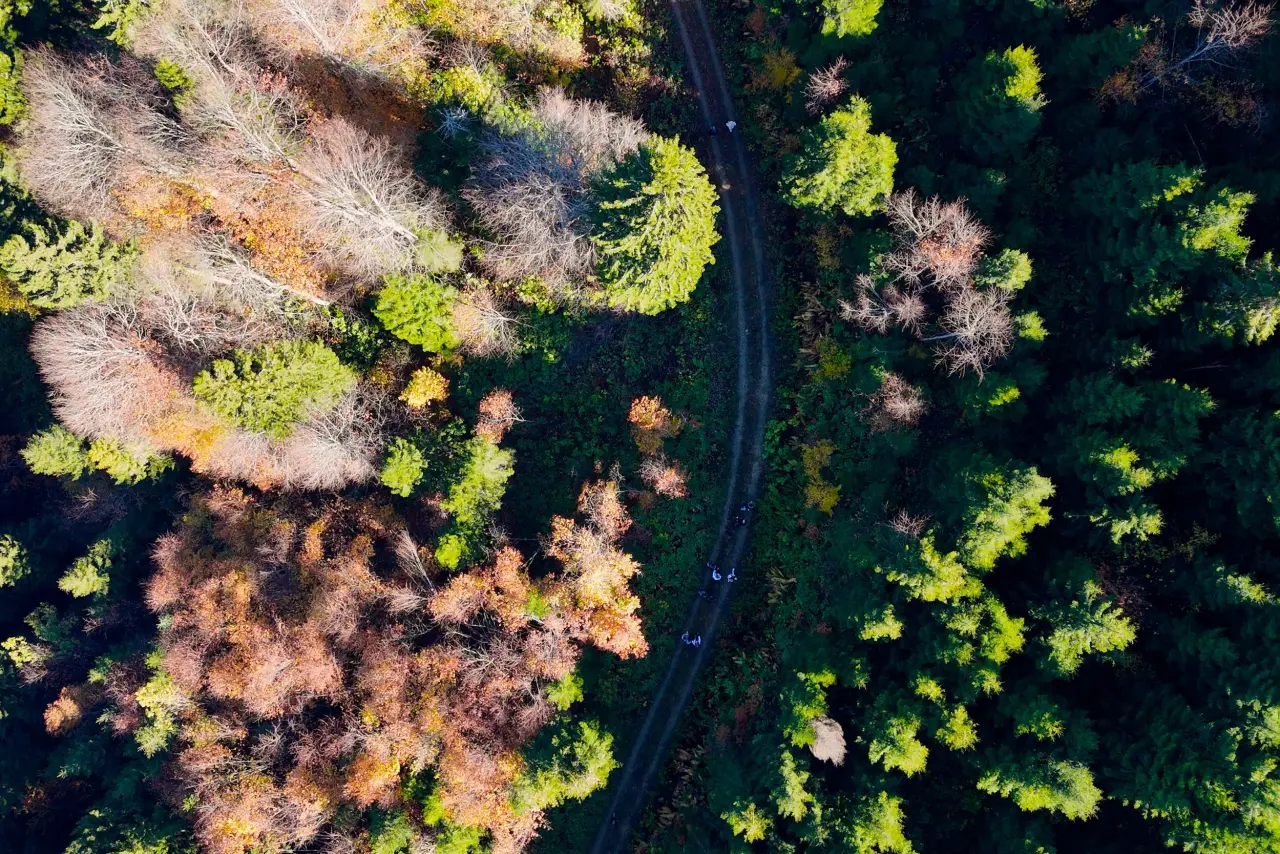 Gümüşhane'nin "Doğal Ağaç Müzesi” ziyaretçi akınına uğradı 25
