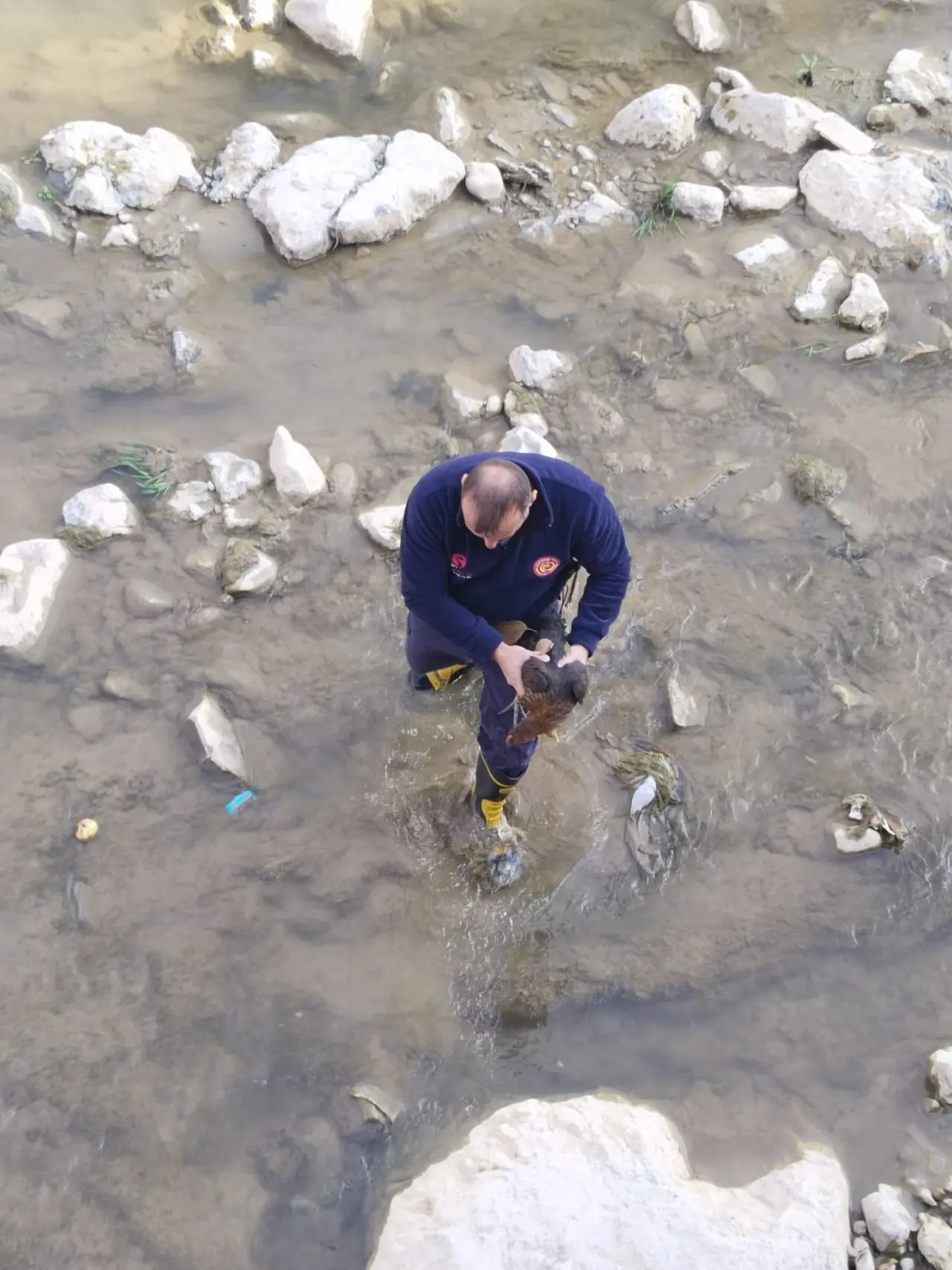 Harşit Çayı'na düşen tavuğu itfaiye kurtardı 2