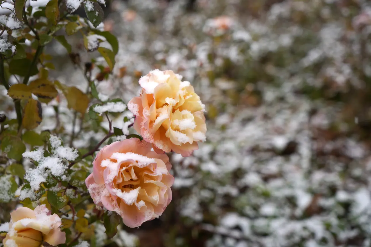 Gümüşhane kent merkezine mevsimin ilk karı yağdı 1